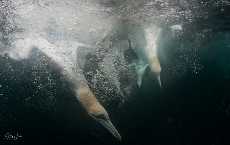 Gannets Underwater 13