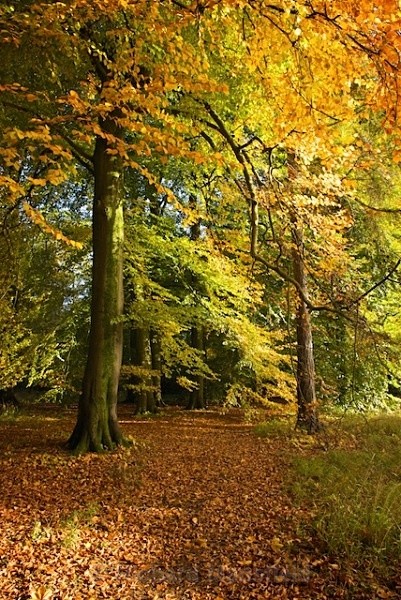  - Autumn