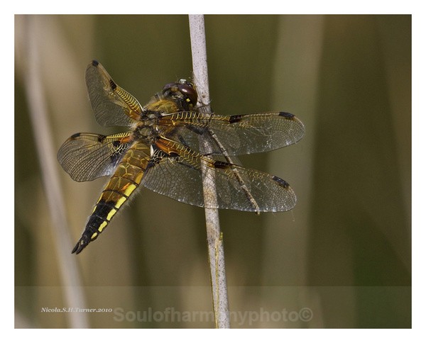 Chaser Four Spotted - Invertebrate's Macro