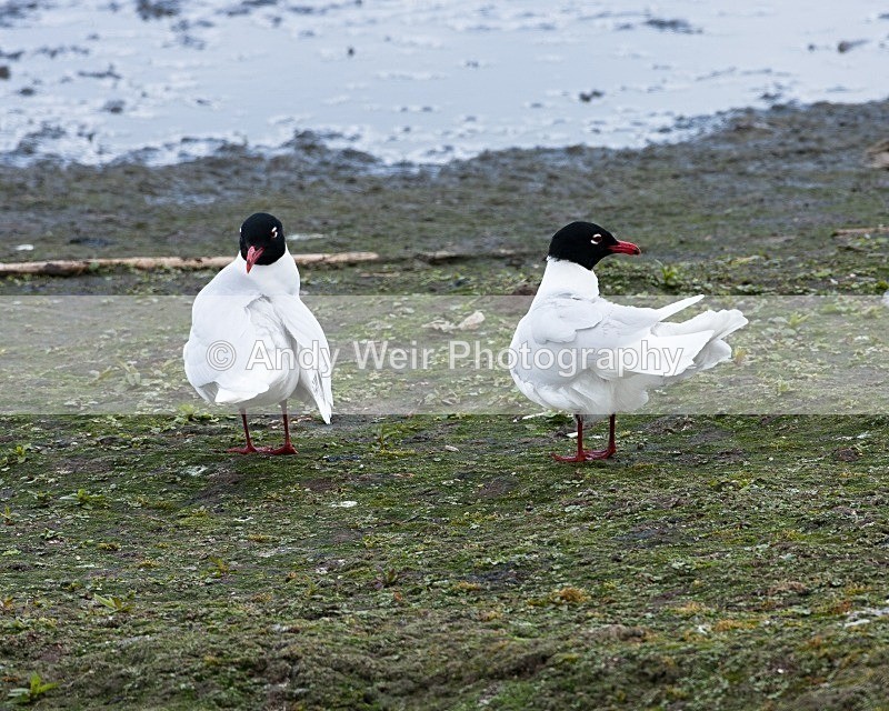 20100501-WE 071 - Gulls