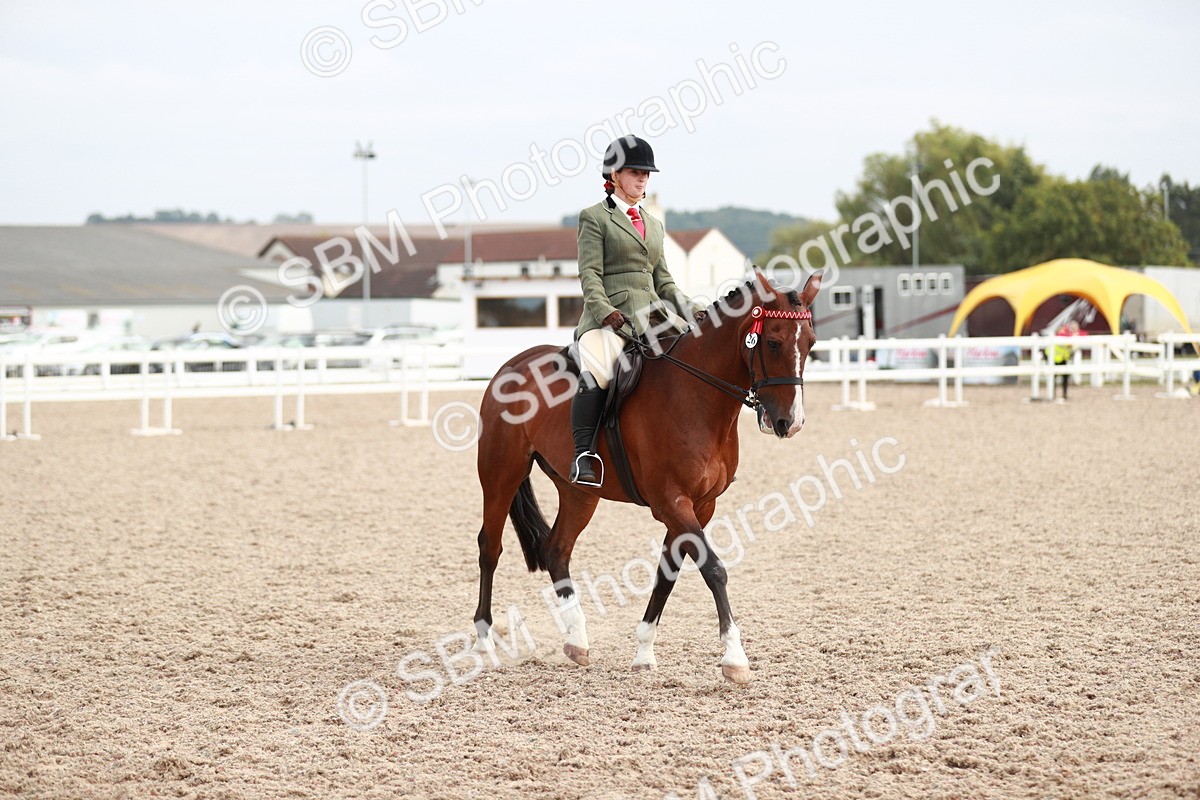 SBM_17586 - Class 215 Ridden Hack/ Riding Horse