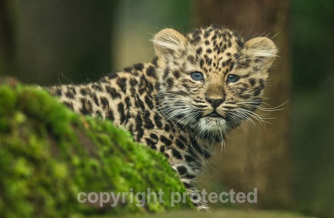 Lena - Wildlife Vets International
