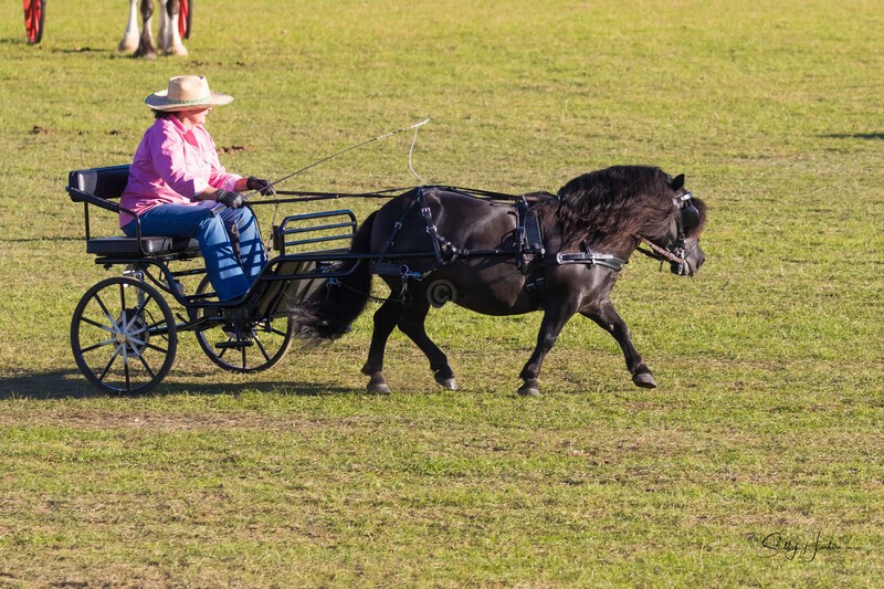 Harness Driving Challenge 10. 0A3A9672 - 2025 Senic Rim Clydesdale Spectacular