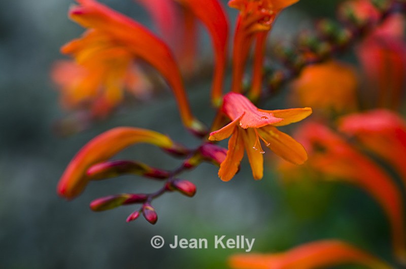 Flower - 1278 - Orange