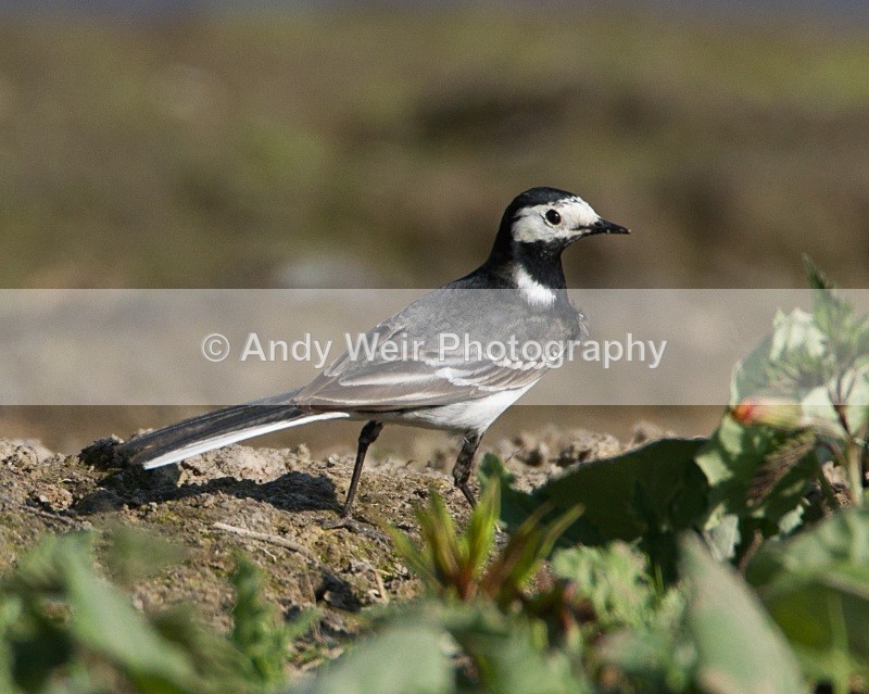 20110422-IMG_4704 - Wagtails