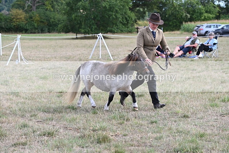 WJ6_6969 - Class 21 Shetland & Mini Horses