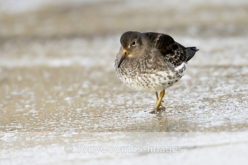 Purple Sandpiper - Foreign Selection