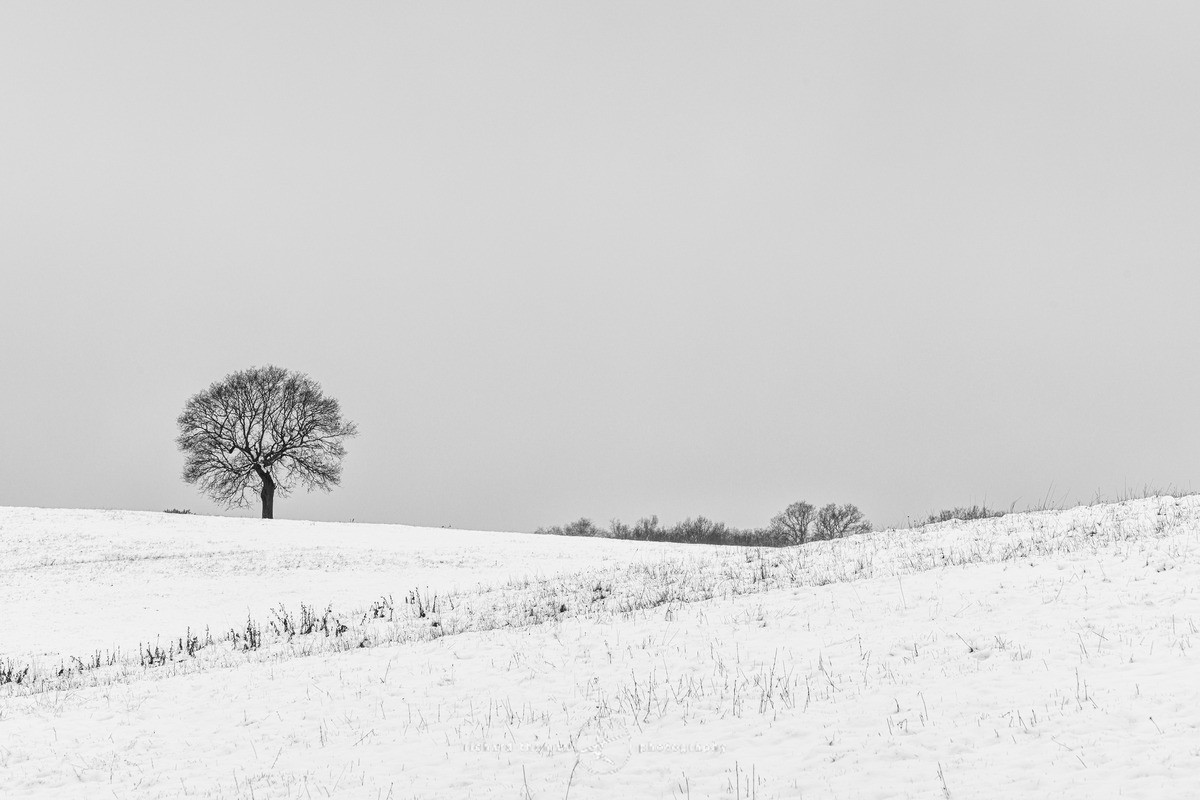 Sandhill tree in snow - WINTER