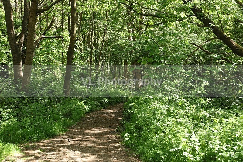 1G5A8939 - Flowers, Plants and Trees