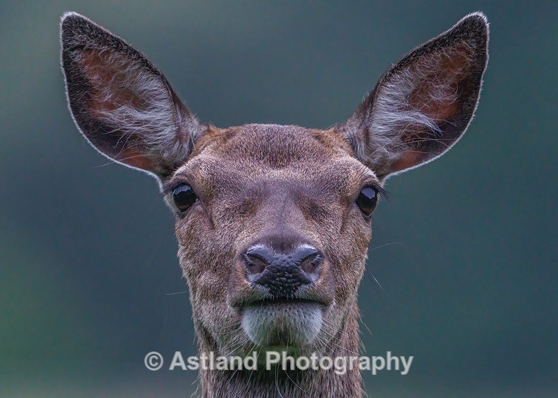 Red Deer - Latest Images