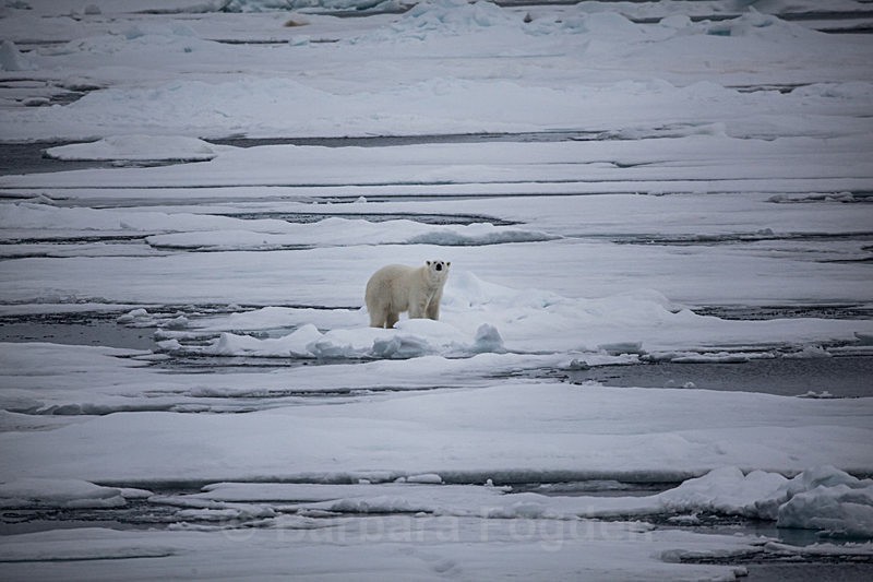 Polar bear  8140 - Trip with MS Expedition August 2016