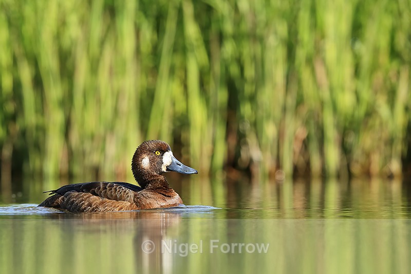 Scaup (female) swimming, Iceland - Scaup