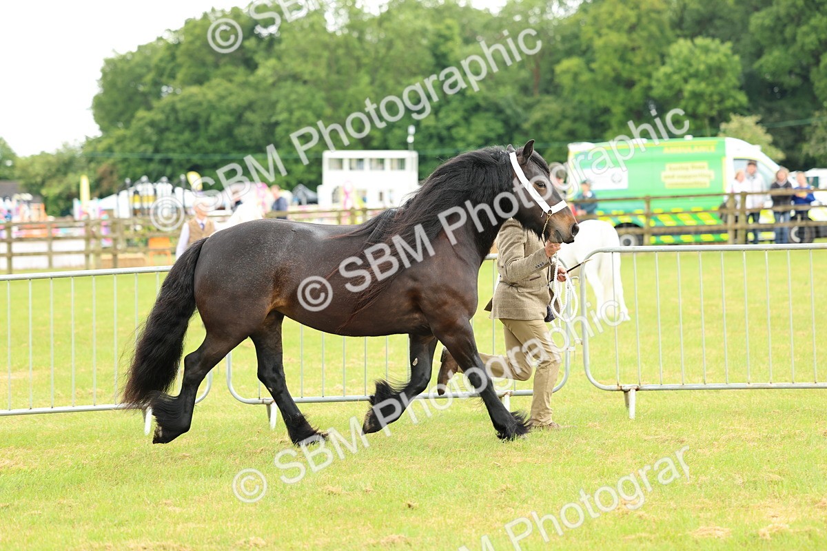 SBM_00482 - Class 58-67 - M&M Non Welsh Pony In hand
