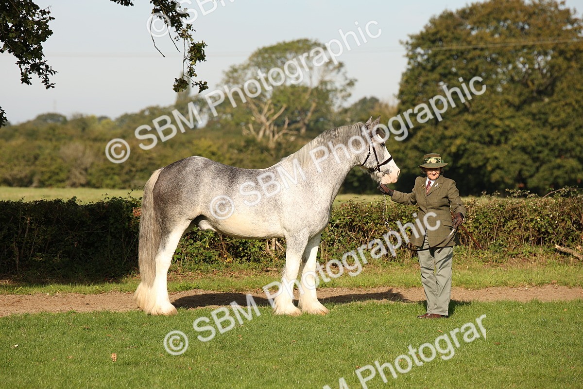 SBM_59350 - S52 - Other Coloured Horse In Hand