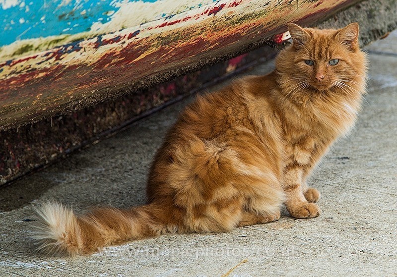 Sea Cat - Cats