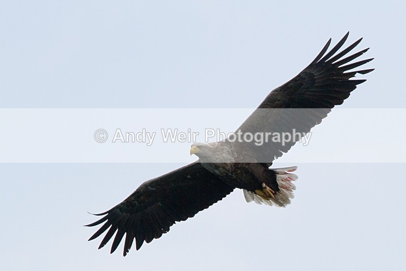 20120529-_MG_9135 - White Tailed Eagle