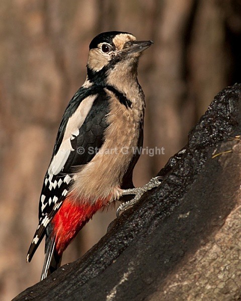 309 - All other Birds