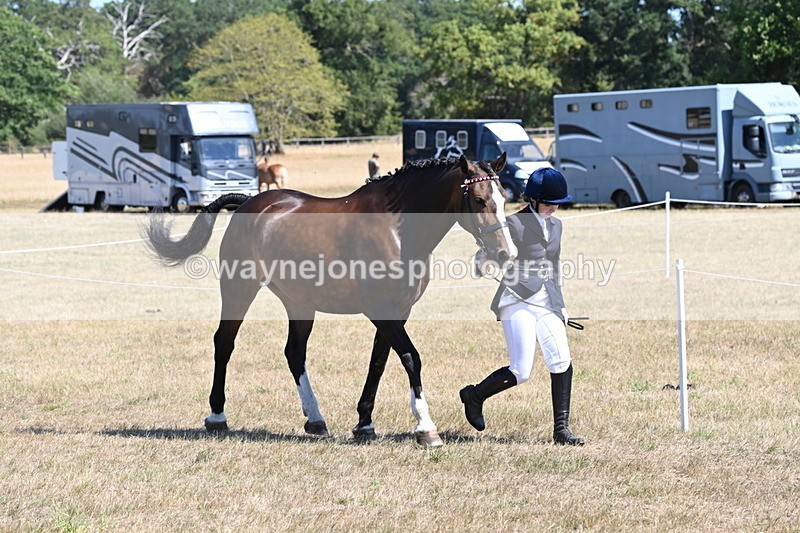 WJ6_8628 - Class 37b Best Loan Pony In-hand