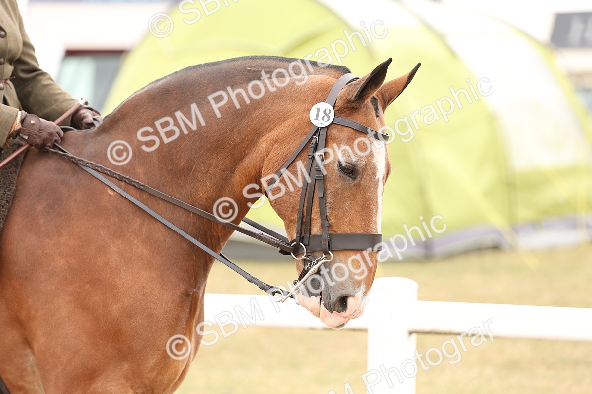 SBM_19489 - Class 215 - Ridden Show cob