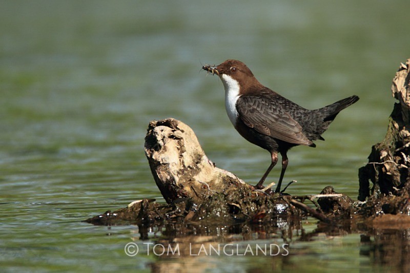 Dipper - All Other Birds
