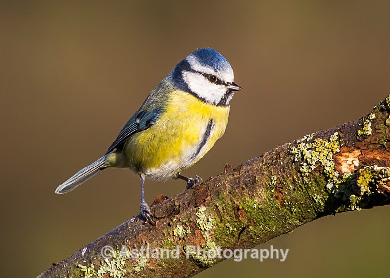 Astland Photography, Bird and Wildlife Images, Susan and Peter Wilson, U.K.