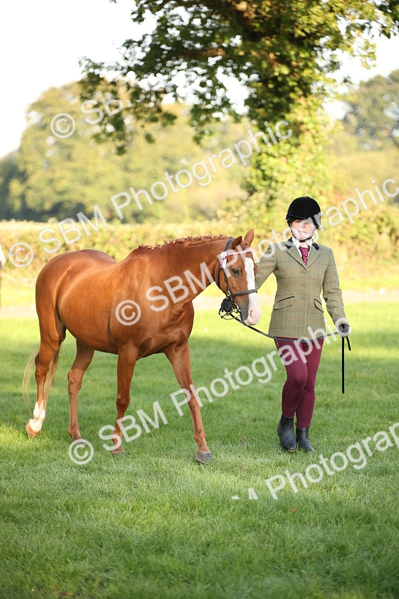 SBM_57527 - S50 - Foreign Breeds In Hand