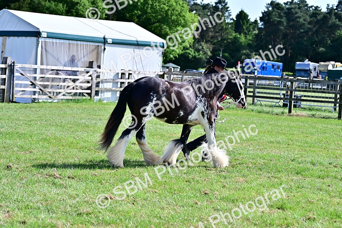 SBM_09516 - Class 63-65 - Traditional Gypsy Cobs In Hand & Ridden