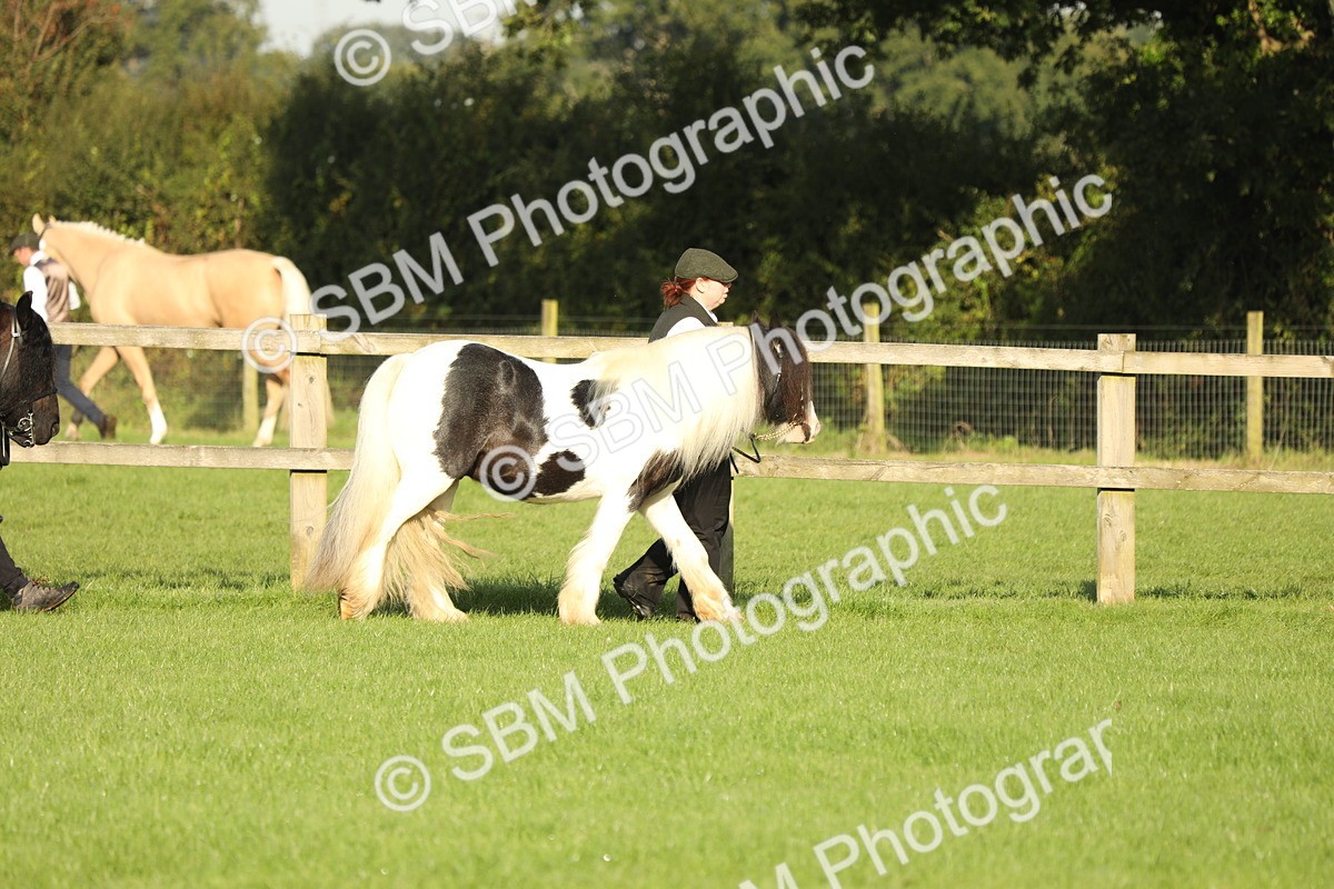 SBM_60801 - S43 - Coloured Pony In Hand