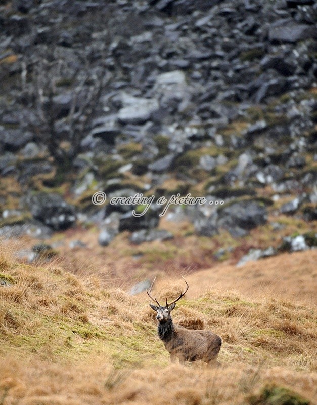 Stag on Mountain - Nature