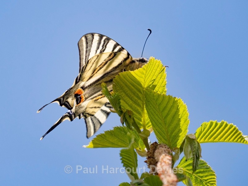 Scarce Swallowtail (Iphiclides podalirius) - Ten Metres from Home 2021