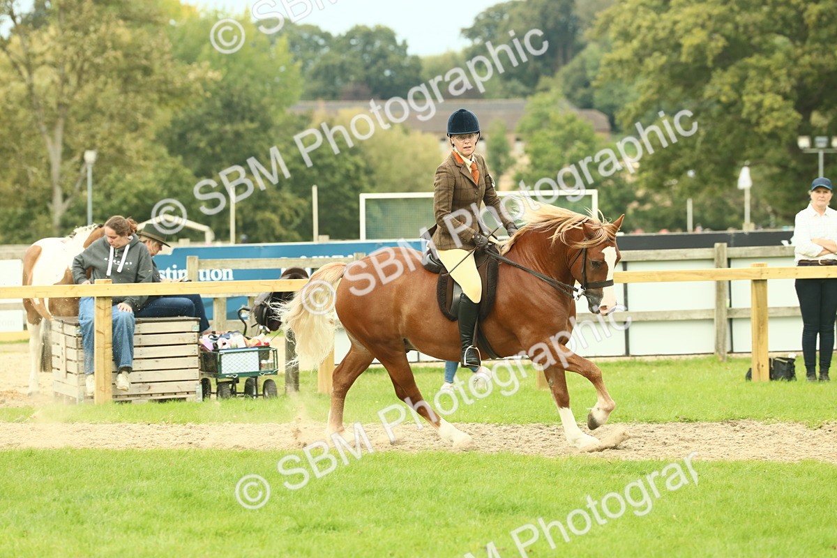 SBM_71961 - S60 - Mountain & Moorland Ridden Large Breeds
