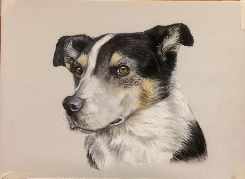  - Pet Portraits