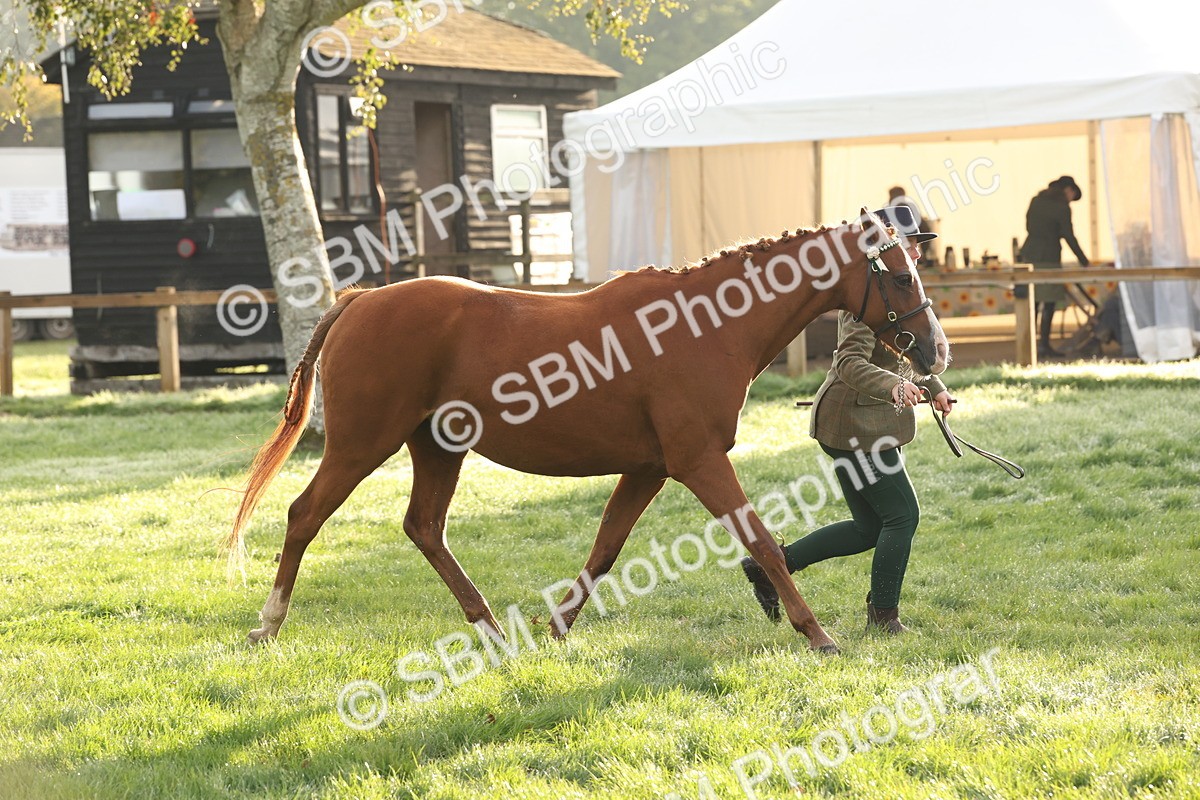 SBM_54432 - S51 - Foreign Breeds In Hand