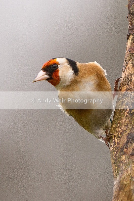 20120218-_MG_8807-968 - Goldfinch