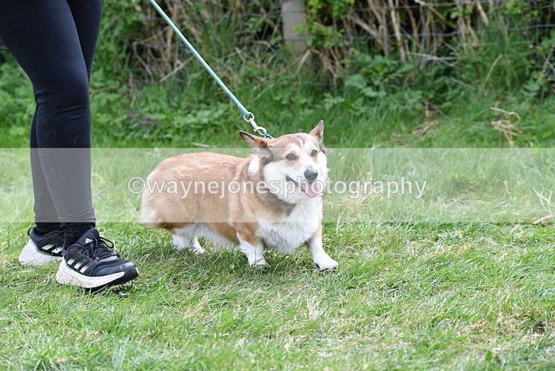 WJ5_9496 - Class 3 Most Handsome Dog