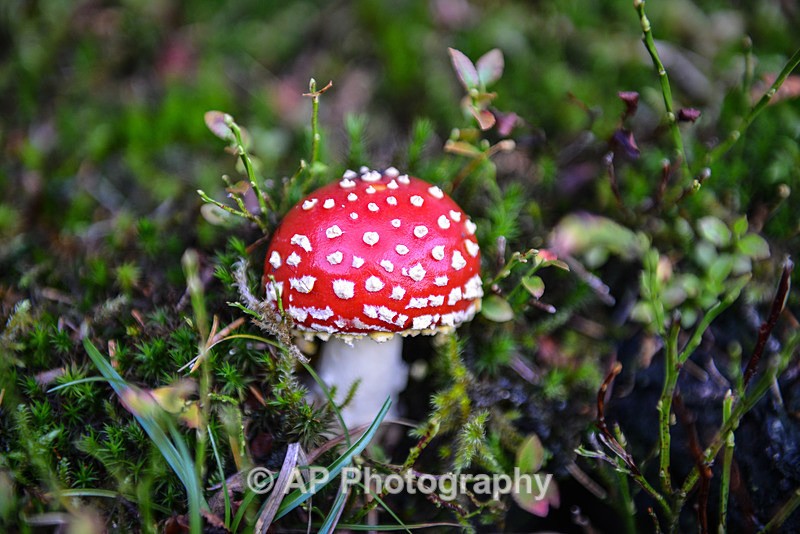 Amanita muscaria mushroom-2919 - Fungi