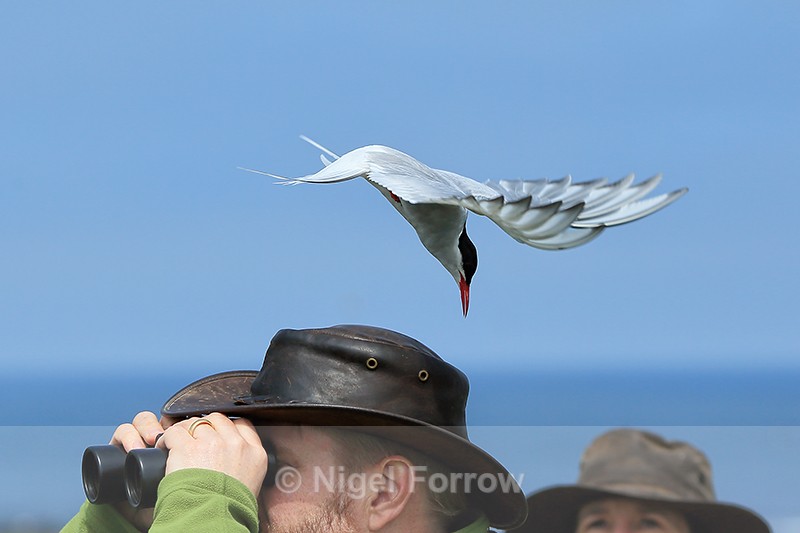 Arctic Tern attacking birder, Farne Islands - Arctic Tern