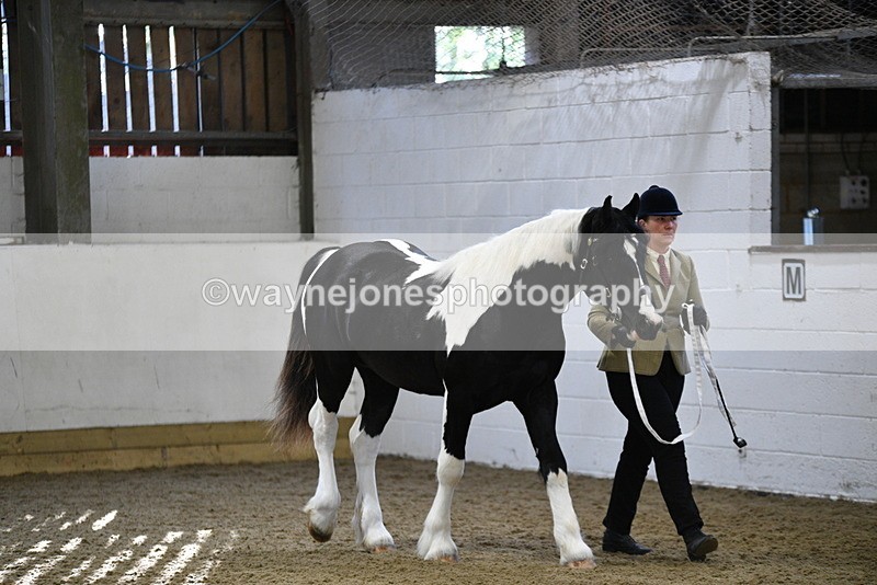 WJ5_3353 - Class 1 Youngstock