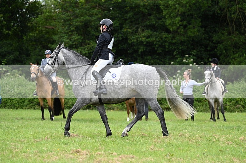 WJ7_3967 - Class 14A Handsome Gelding
