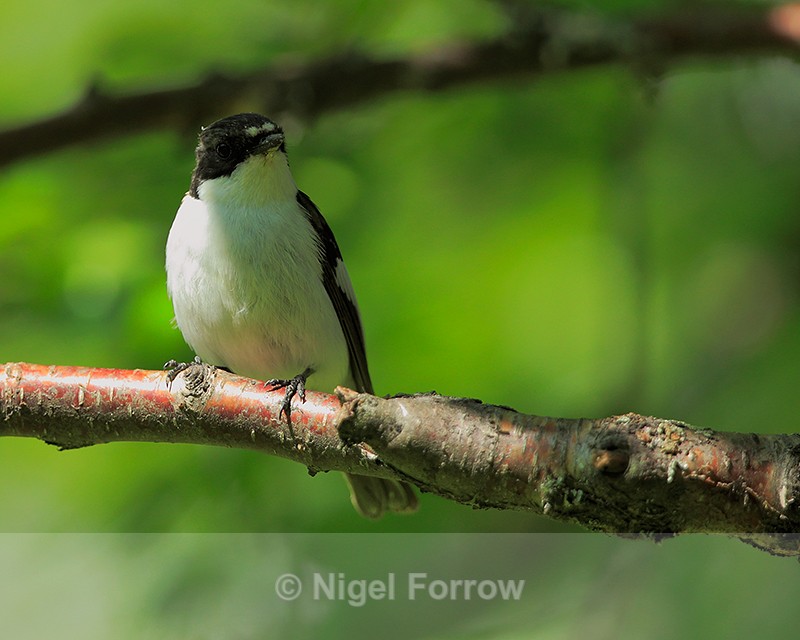 Pied Flycatcher (male) at Martinselkosen Eräkeskus - European Pied Flycatcher