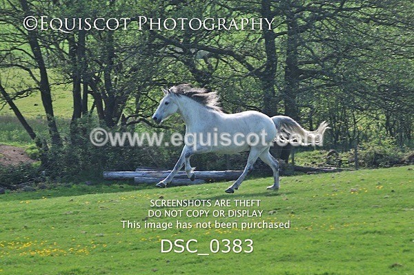 DSC_0383 - ARCHIVE REQUEST - Quincy and Guinness