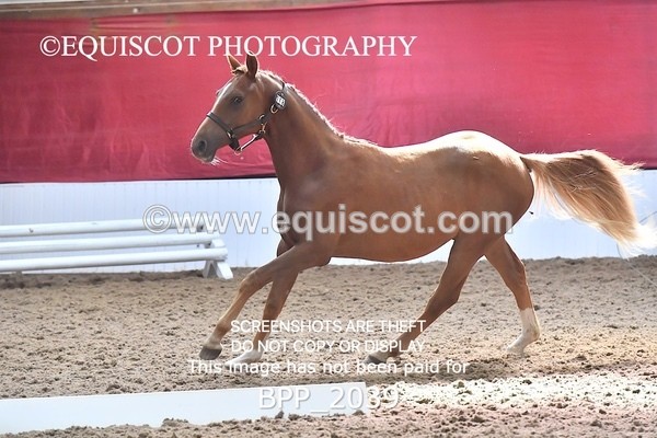 BPP_2039 - AFTERNOON 12.30 - 3.30PM