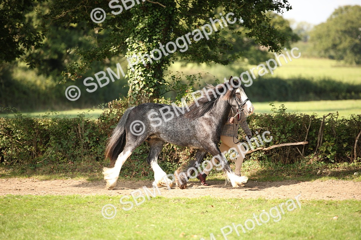 SBM_62201 - S55 - Traditional Cob In Hand
