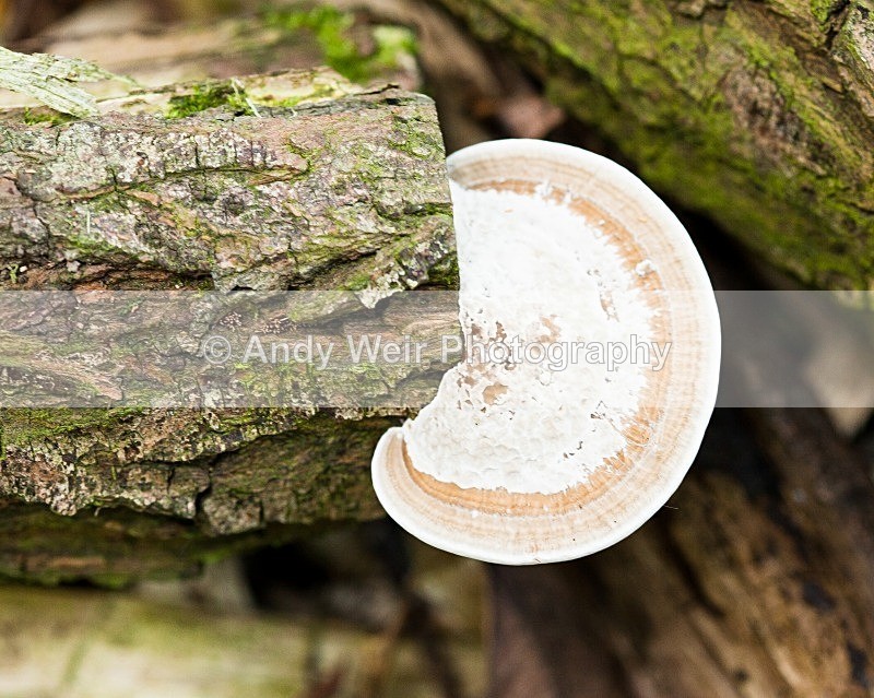 20110820-IMG_6283 - Fungii