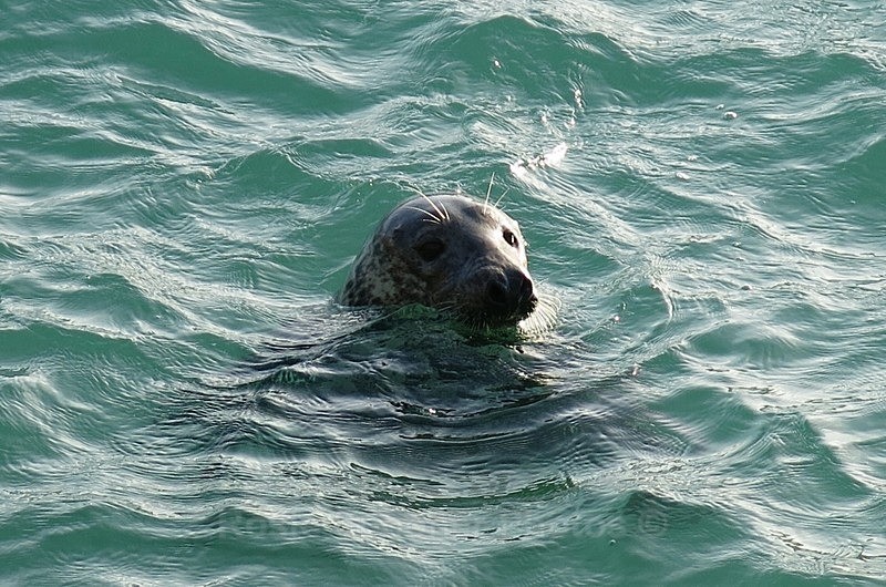 Seal popping up to day hello - Wildlife and Nature