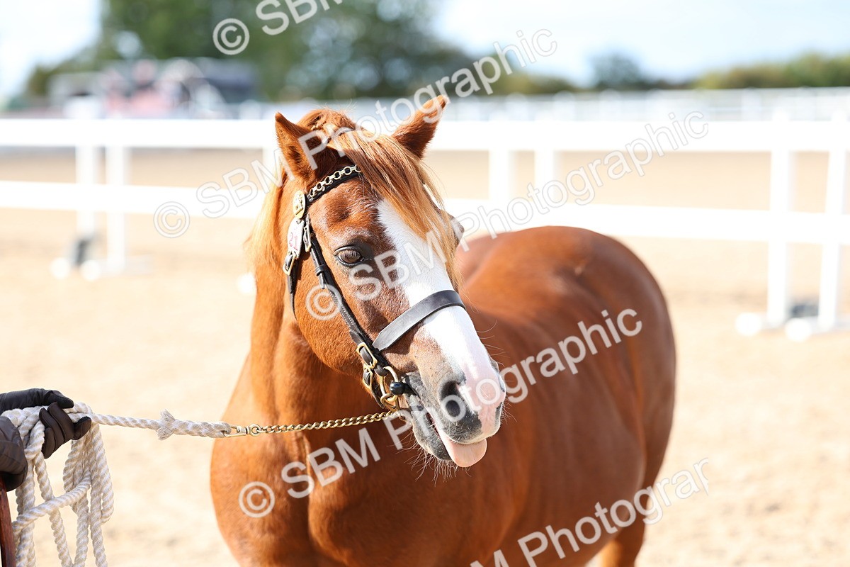 SBM_18763 - Class 317 - IH Pure Bred Horse-Pony