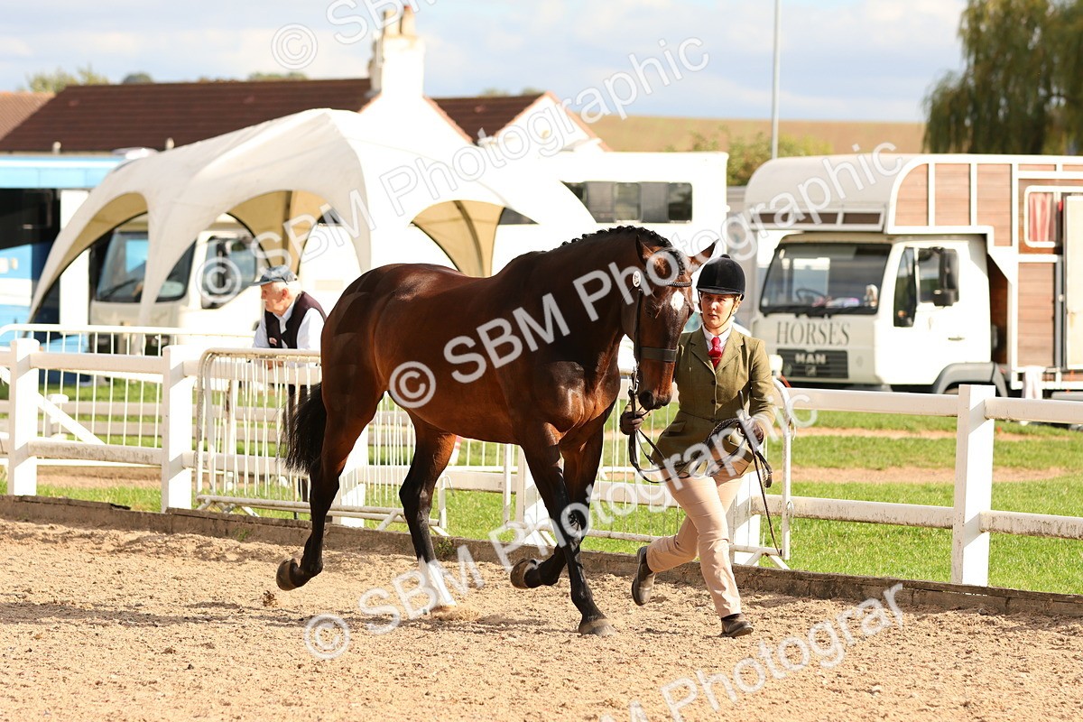 SBM_18369 - Class 318 - IH Part Bred Horse Pony