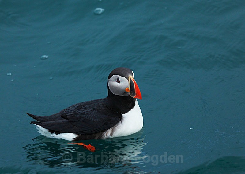 Puffin 5 - Latest Photos