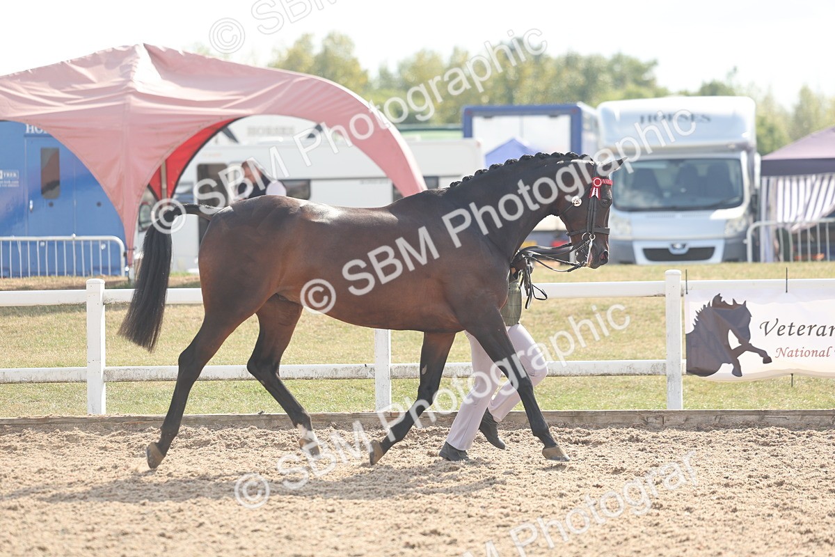 SBM_06837 - Class 25 - IH Foreign Breeds - Purebred