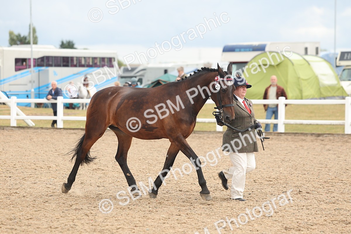 SBM_07920 - Class 28 - IH Veteran Horse